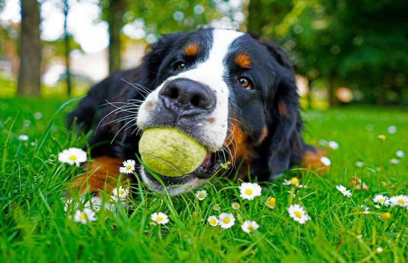 Paws & Play at the Dog Park