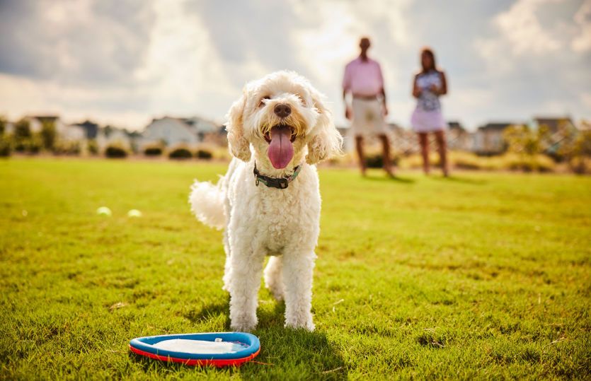 Paws with your Pup at the Community Dog Park