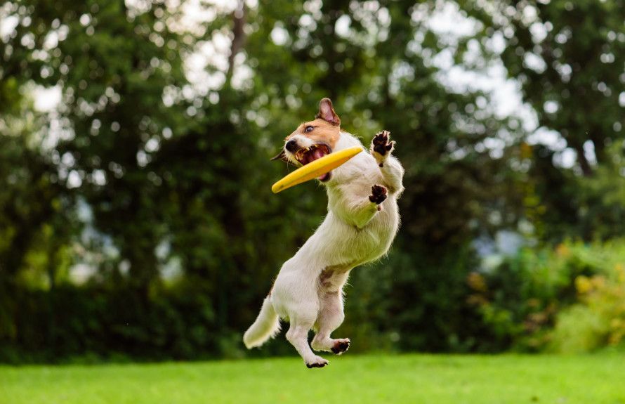 A Place for Every Pup