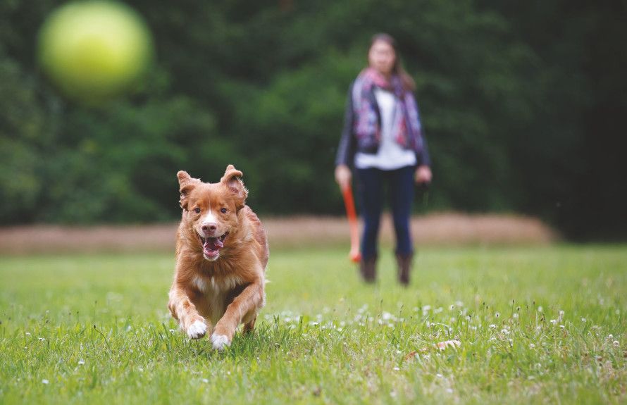 Future Dog Park