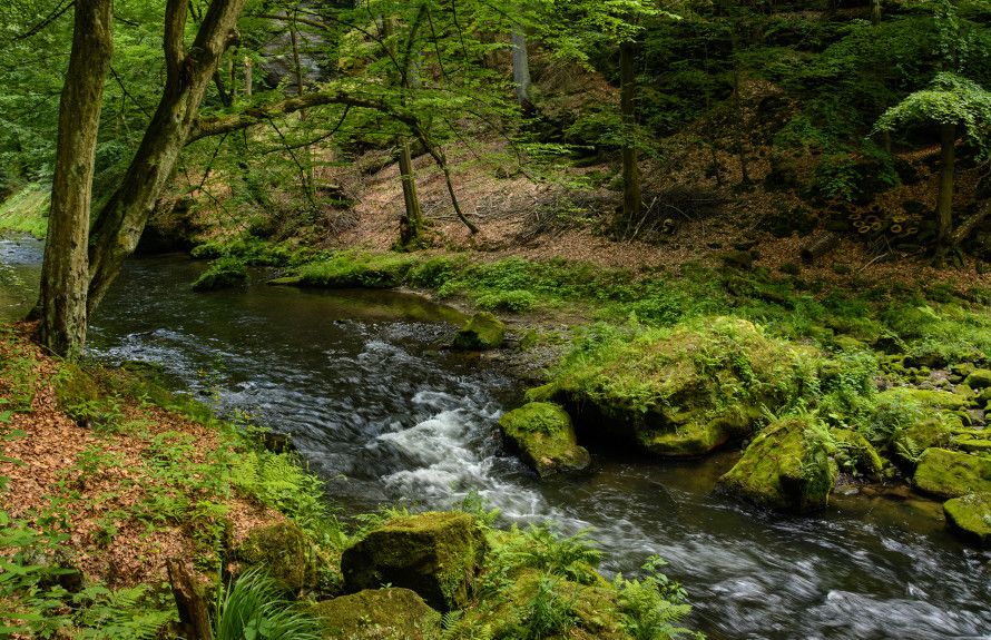 Beautiful Forestland