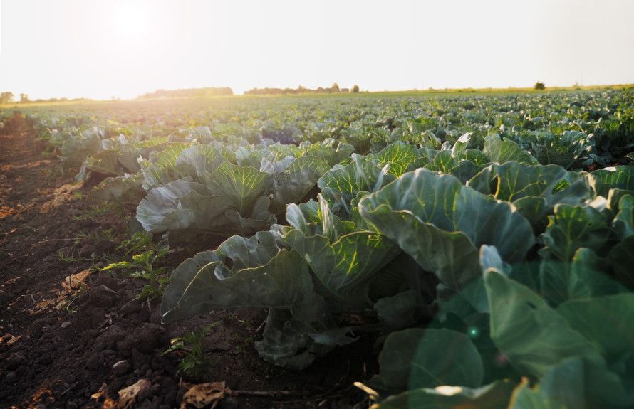 Sustainable Community