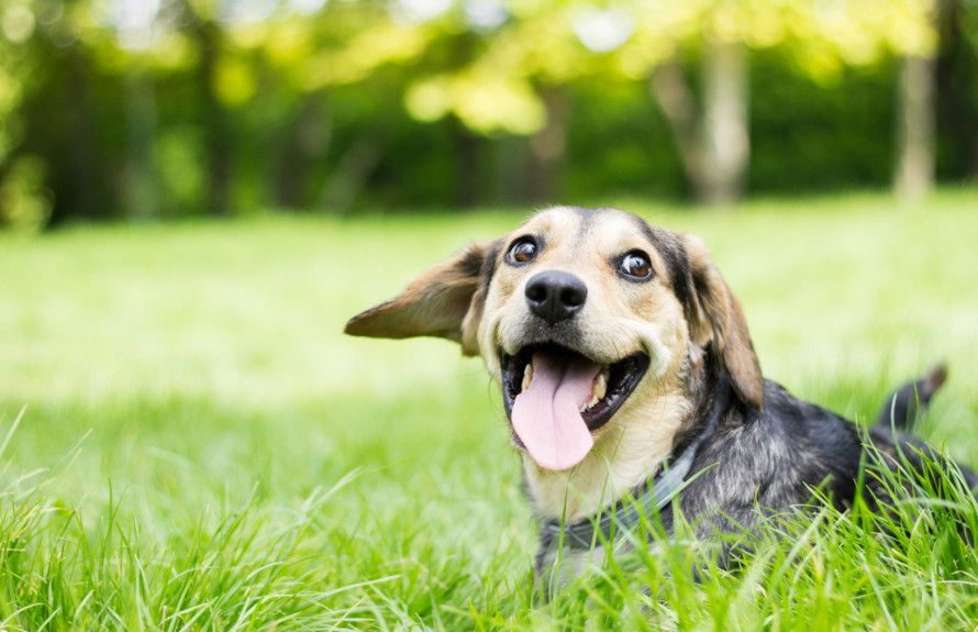 Community Dog Park