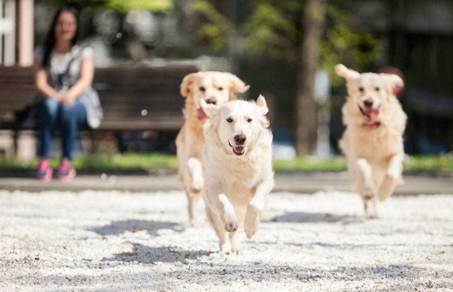 Community Dog Park