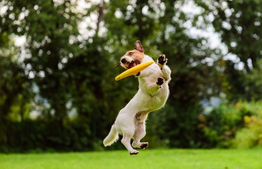 Fudge & Rusty’s Dog Park