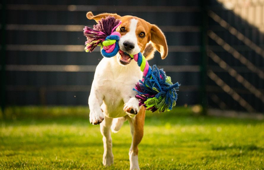 Dog Park