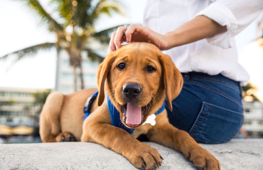 Dedicated Dog Parks