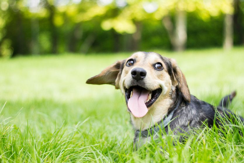 Community Dog Park