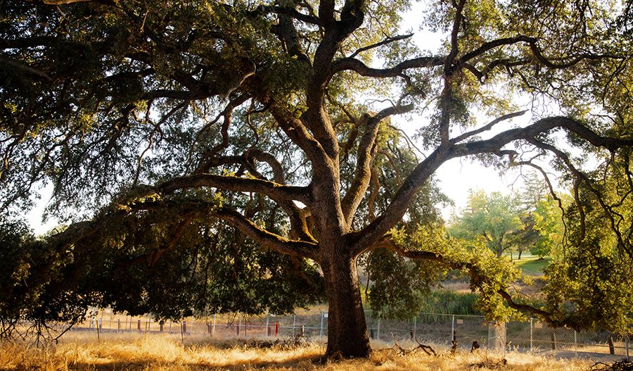 Haven at Murieta Trail