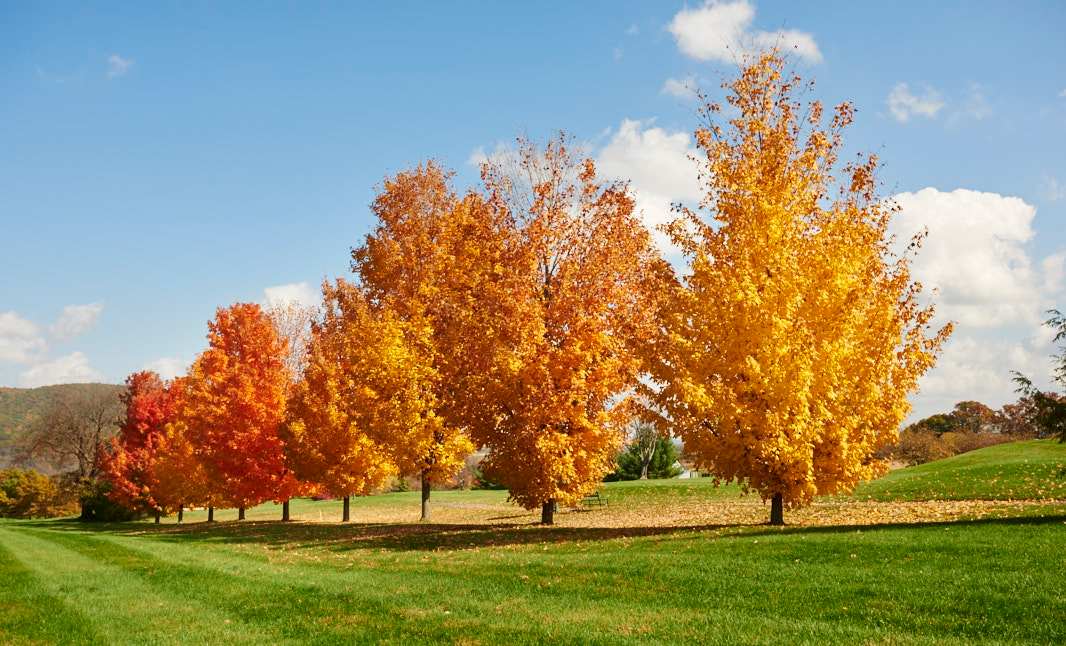 Fall foliage on the Centre Hills Golf course near Village at Canterbury - by S&A Homes in State College