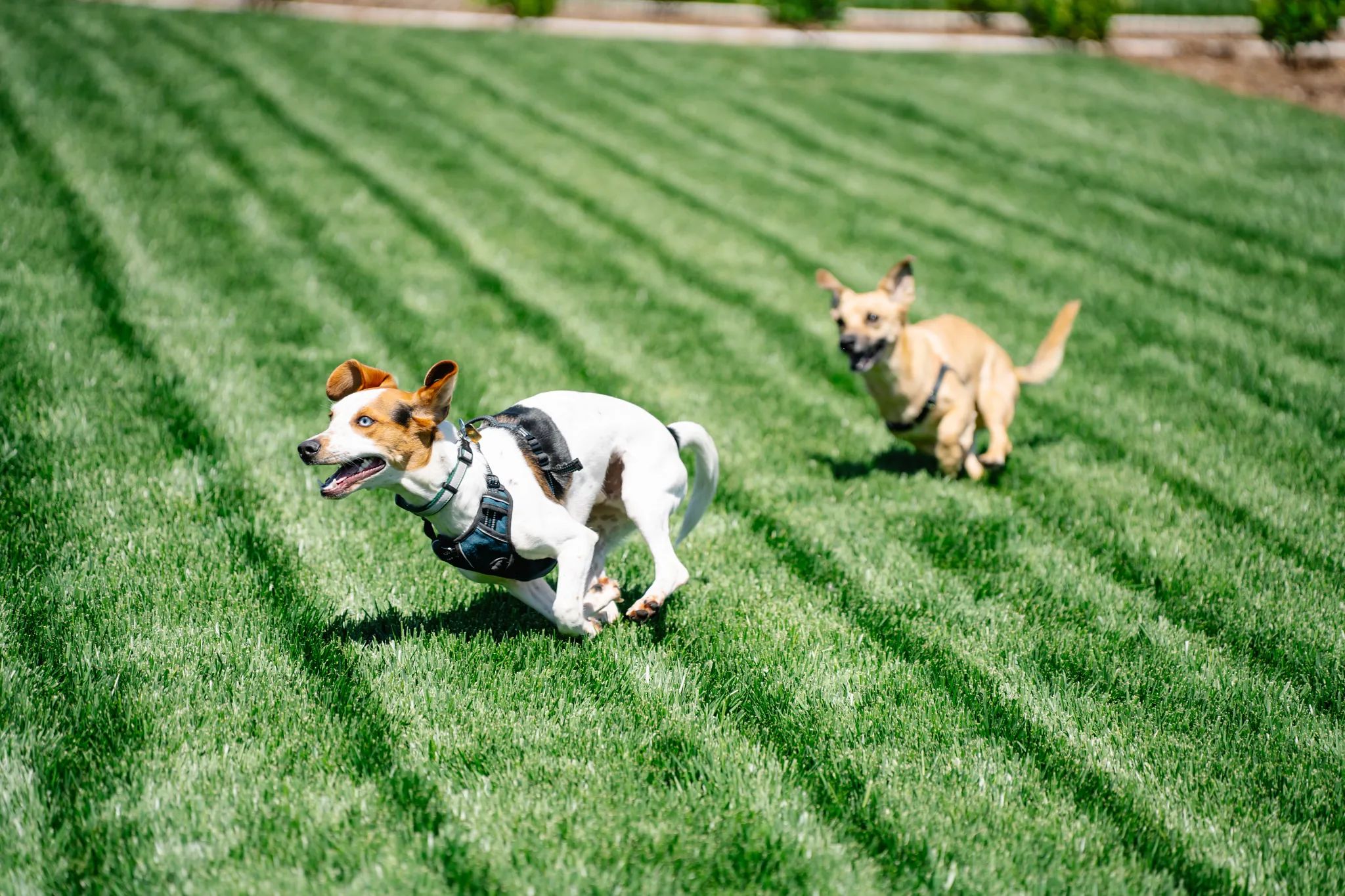 Dogs at Meadows Dog Park