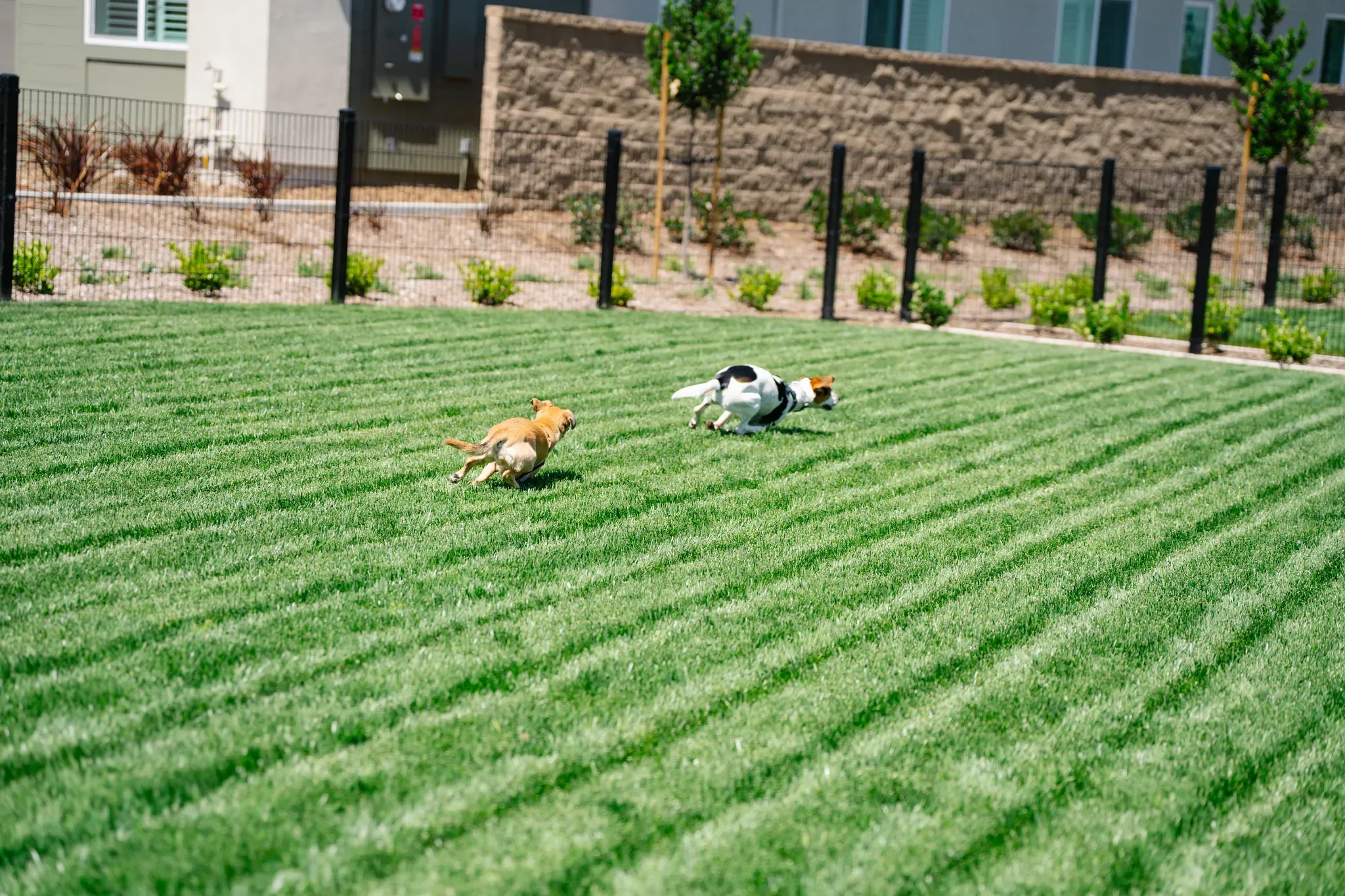 Dogs at Meadows Dog Park