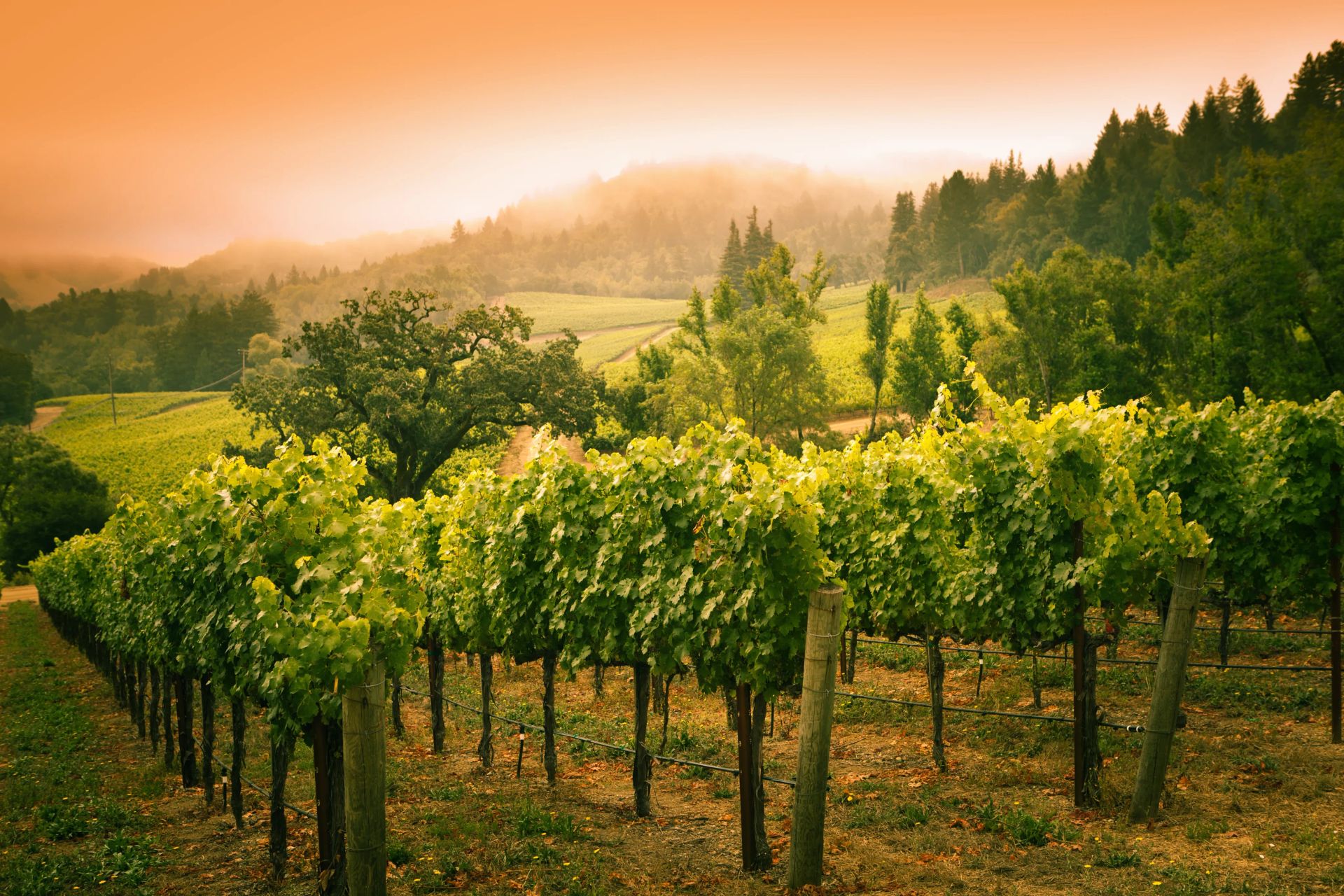 Napa Valley, Hour and 50 Mins Away