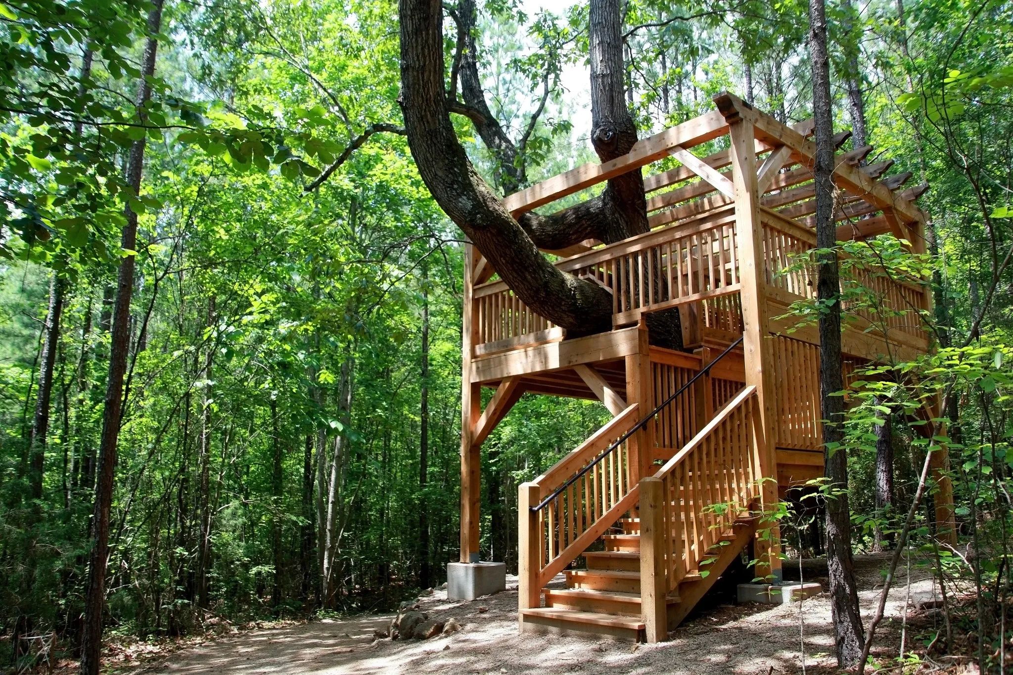 Hidden Treehouse