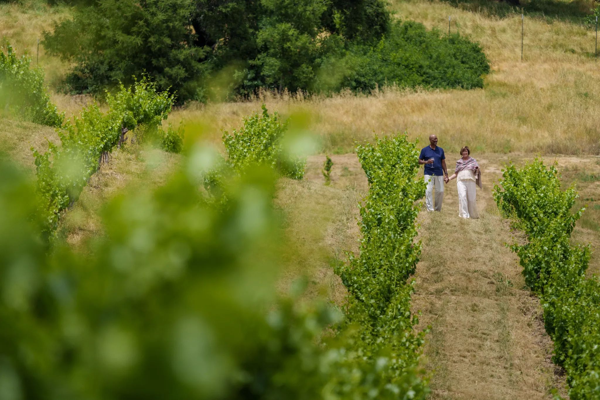 Strolling Through Vineyards