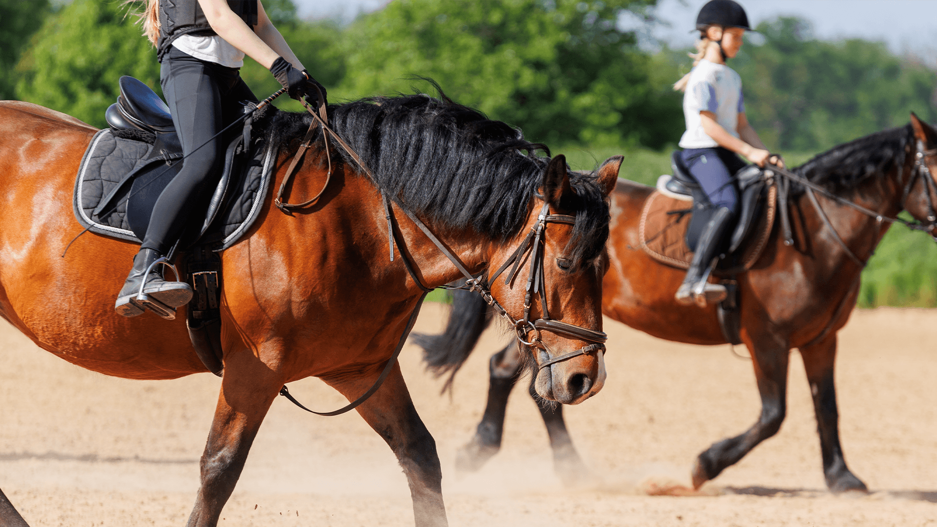 World-Class Equestrian Centers