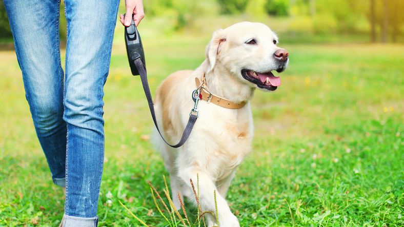 Community Dog Park
