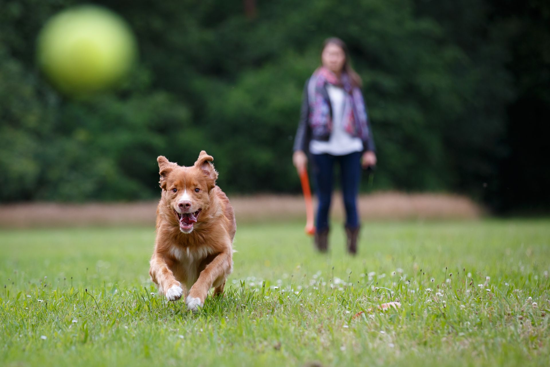 Dog Park