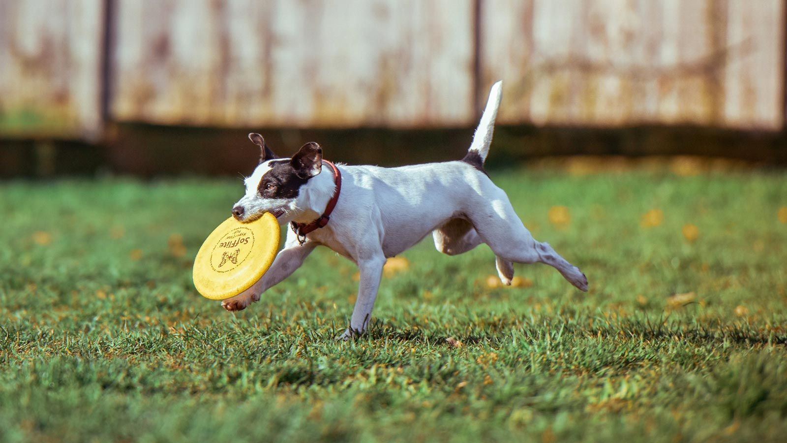 Upcoming Dog Park