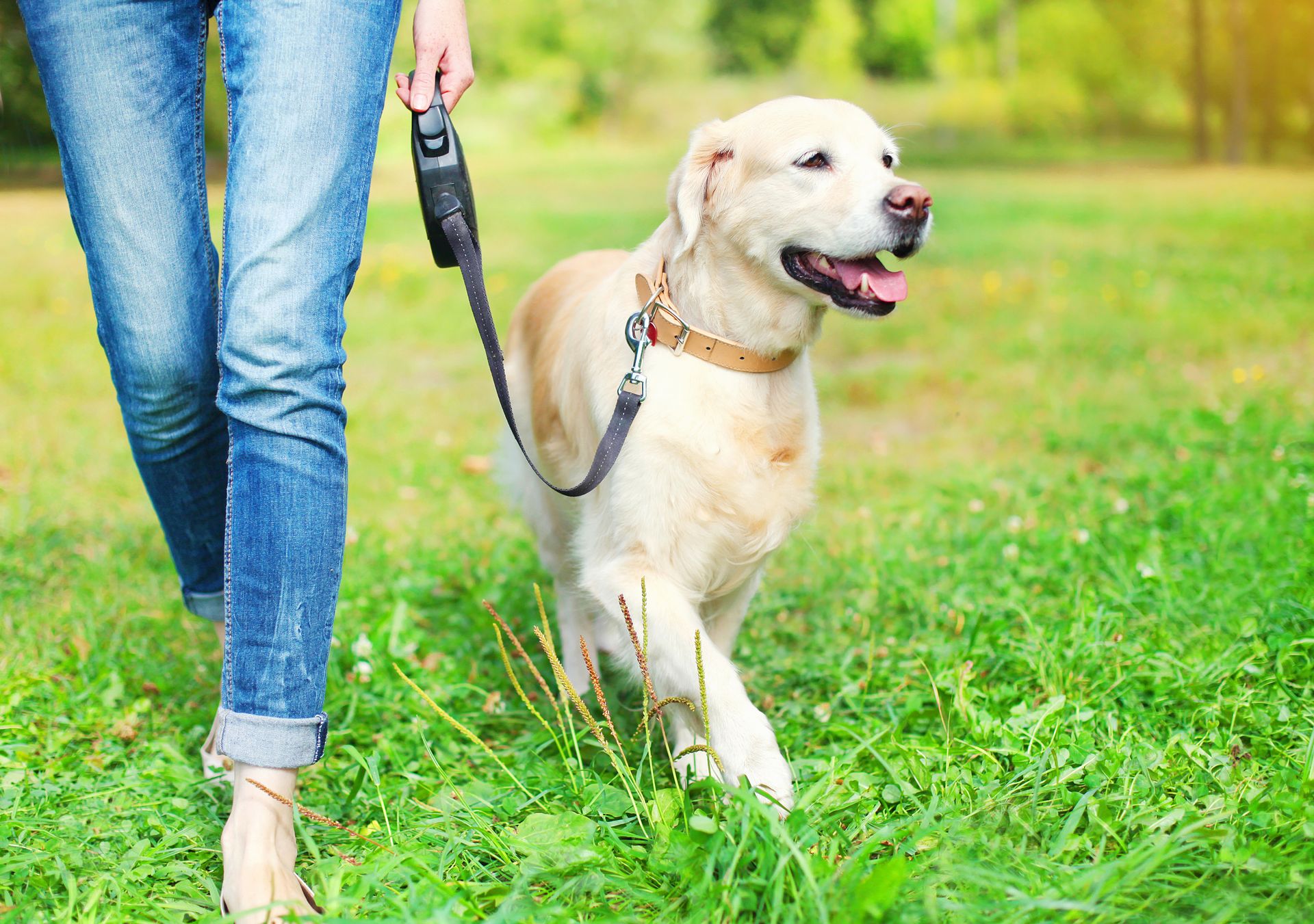 Quality Time With Your Pet