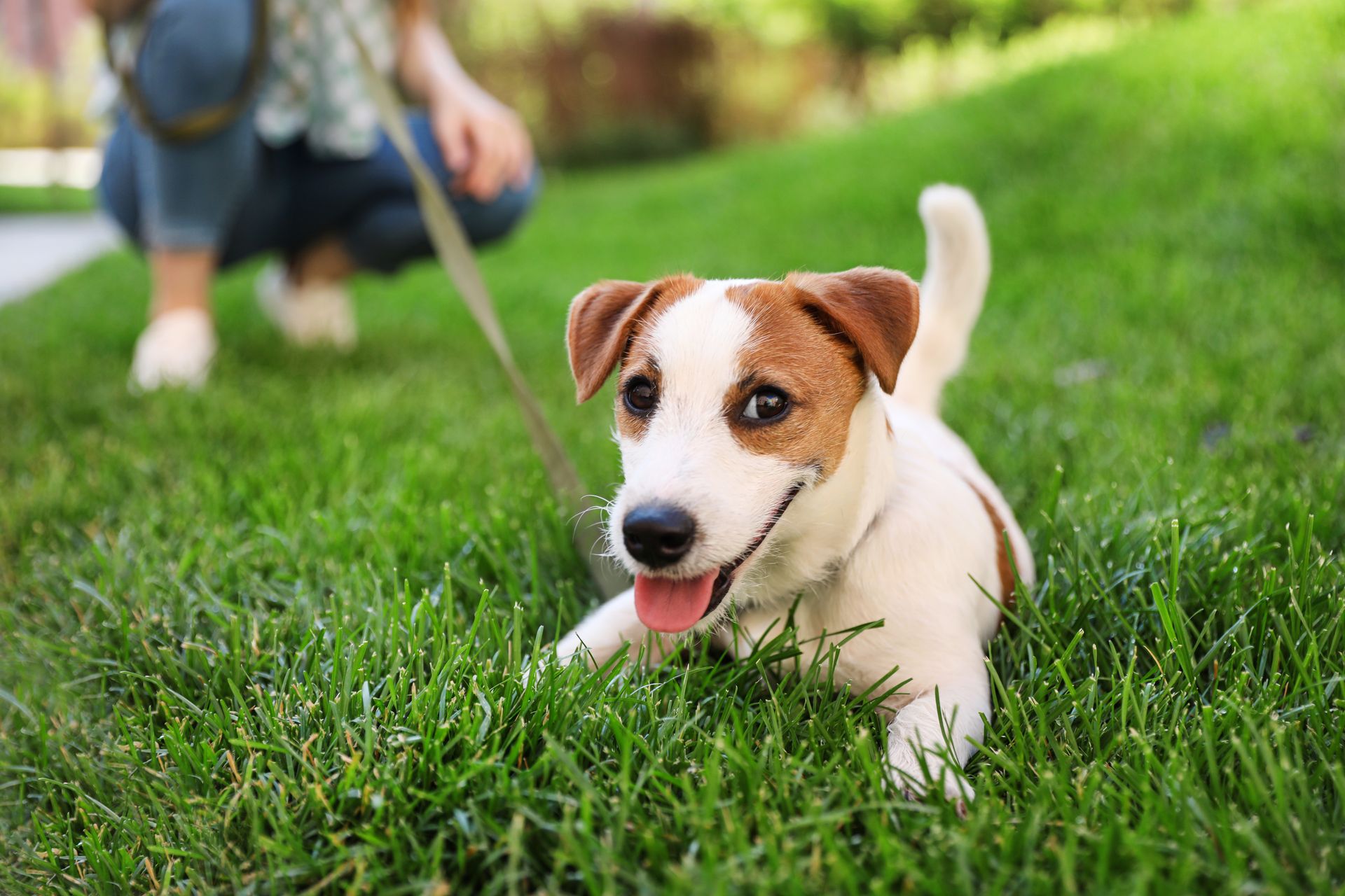 Community Dog Park