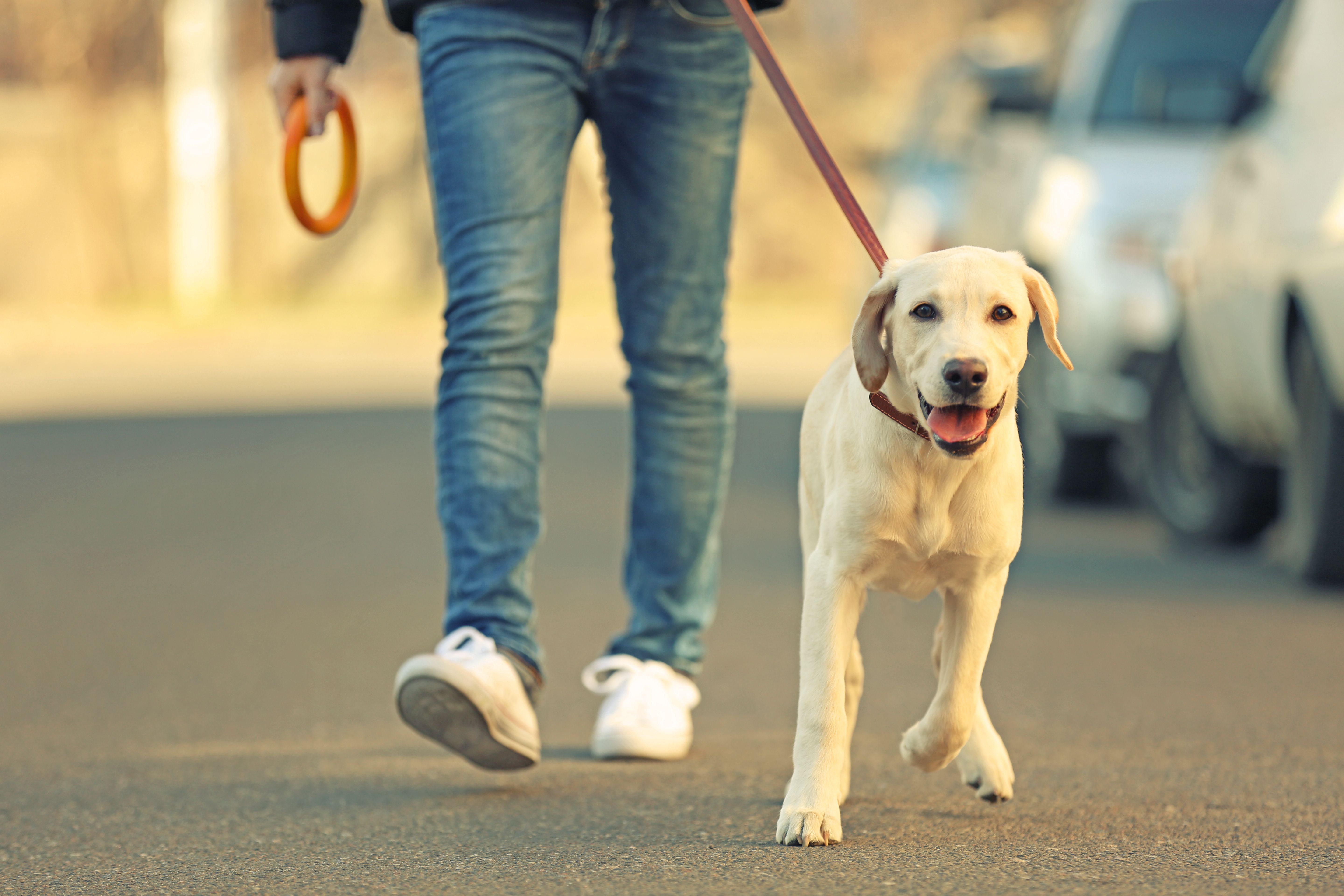 Walking Dog