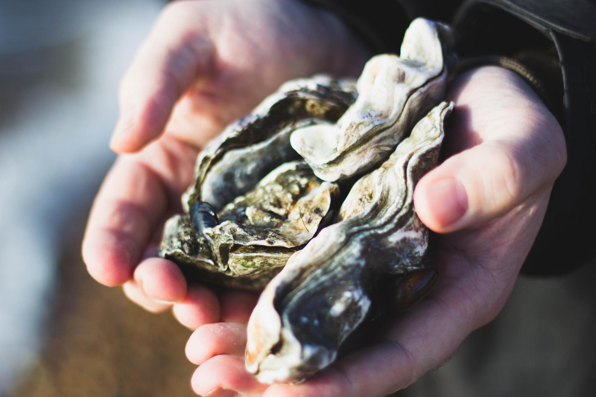 Oysters