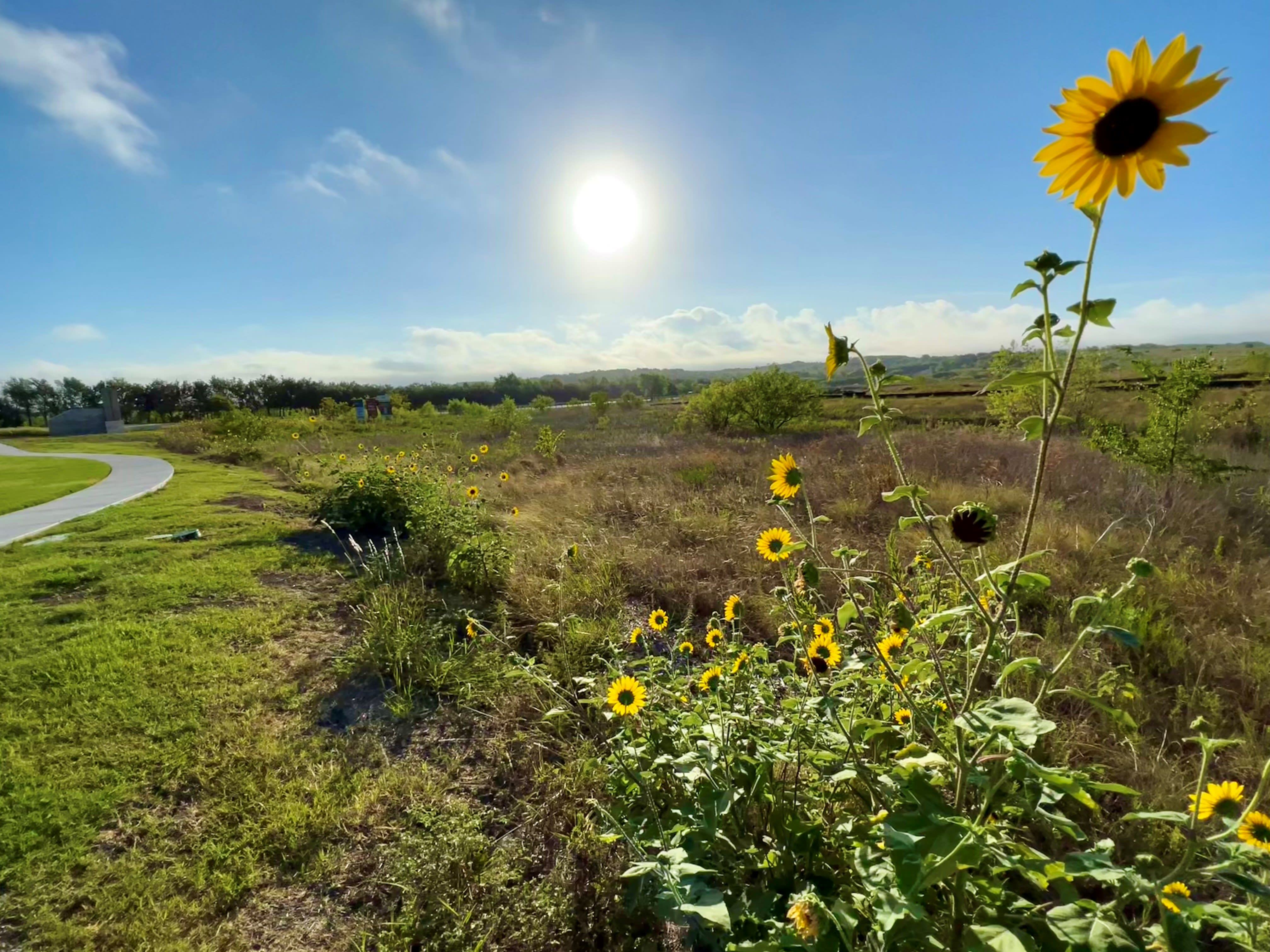 Park Collection at Turner’s Crossing - Buda, TX