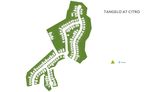 Tangelo - Fallbrook, CA