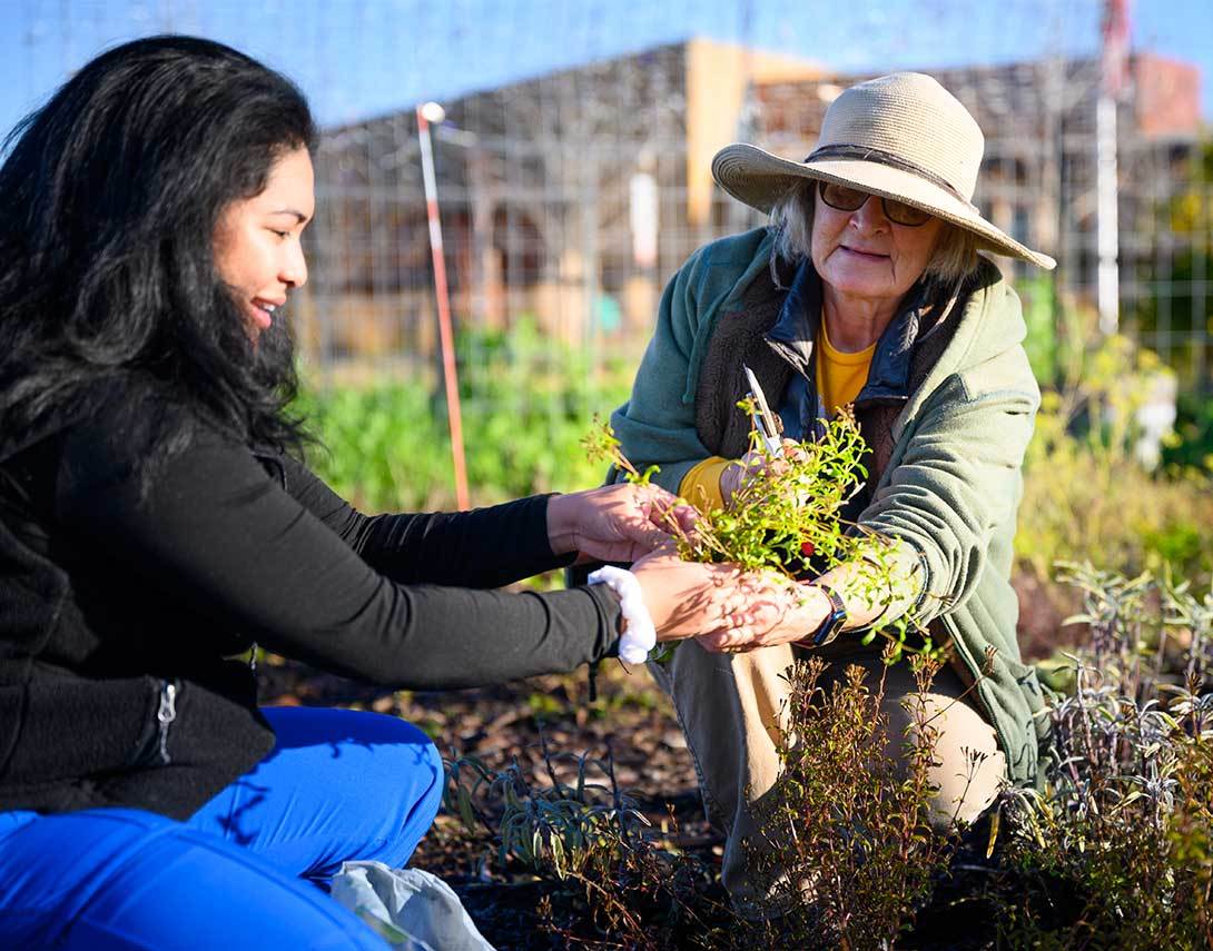 The Grove Community Garden