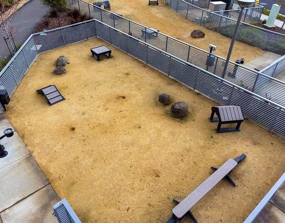 Dog Park