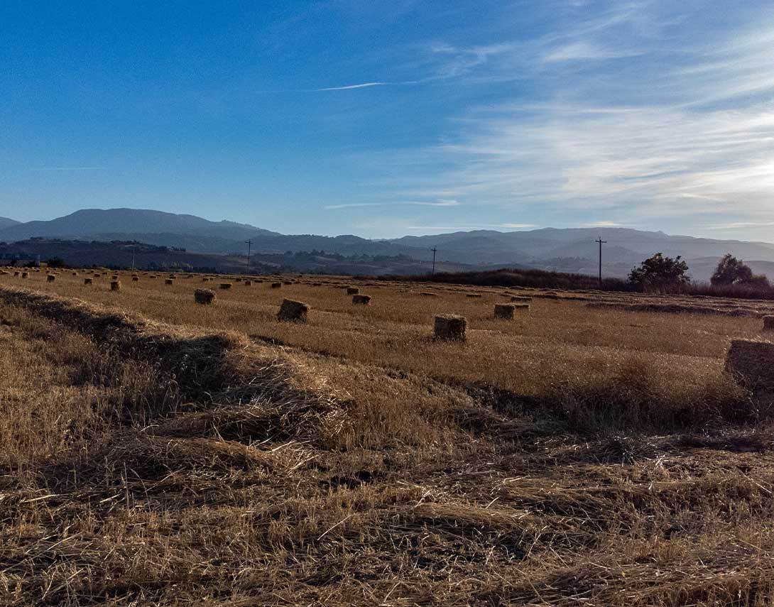 Hay Field