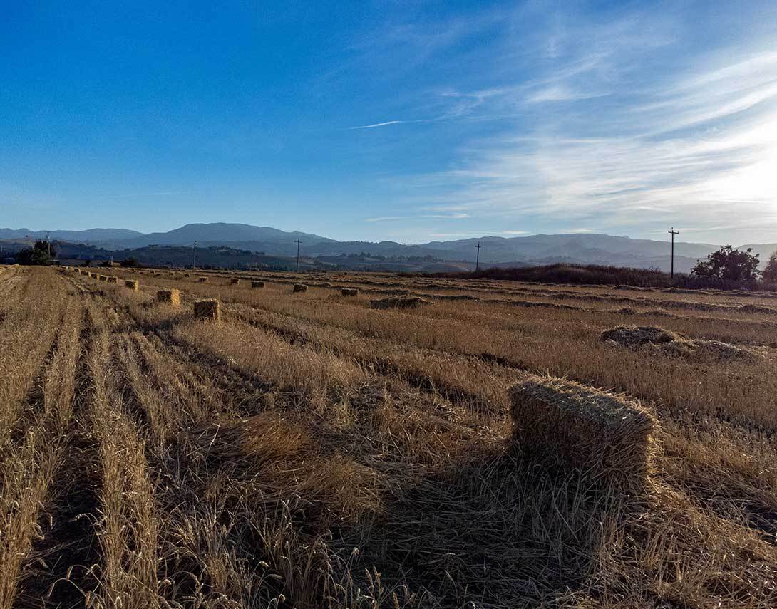 Hay Field