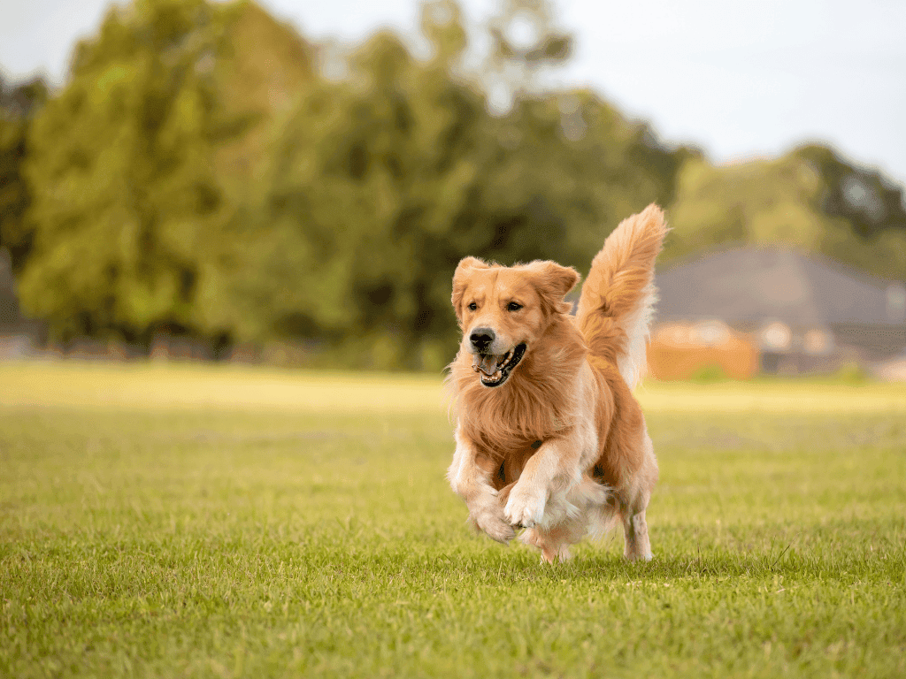 The Bowl at Ballantyne