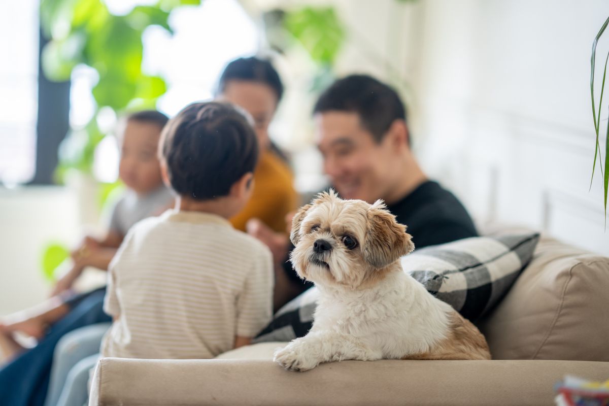 taylor-morrison-community-family-dog