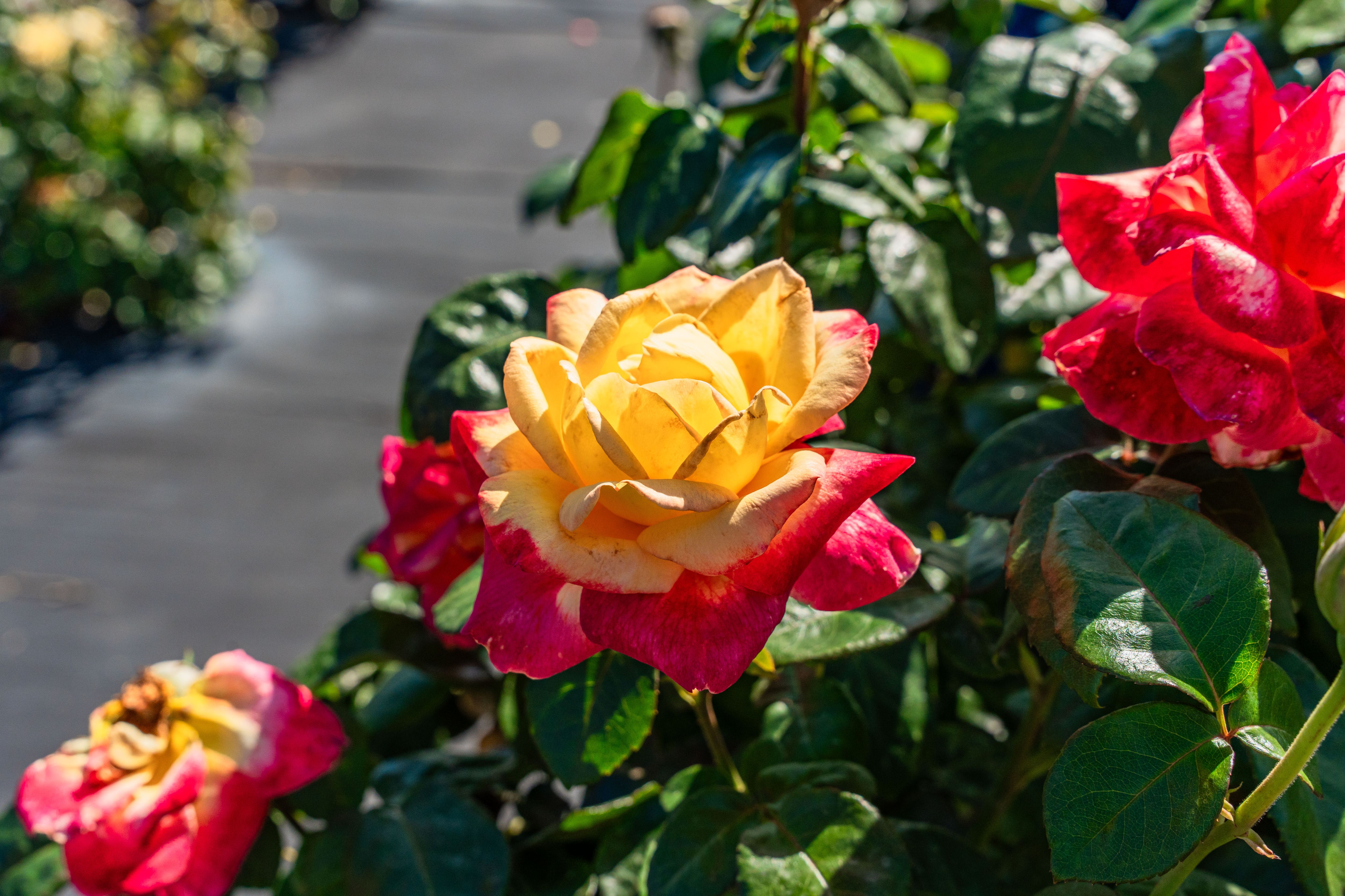 Esplanade at McKinnon Groves -...