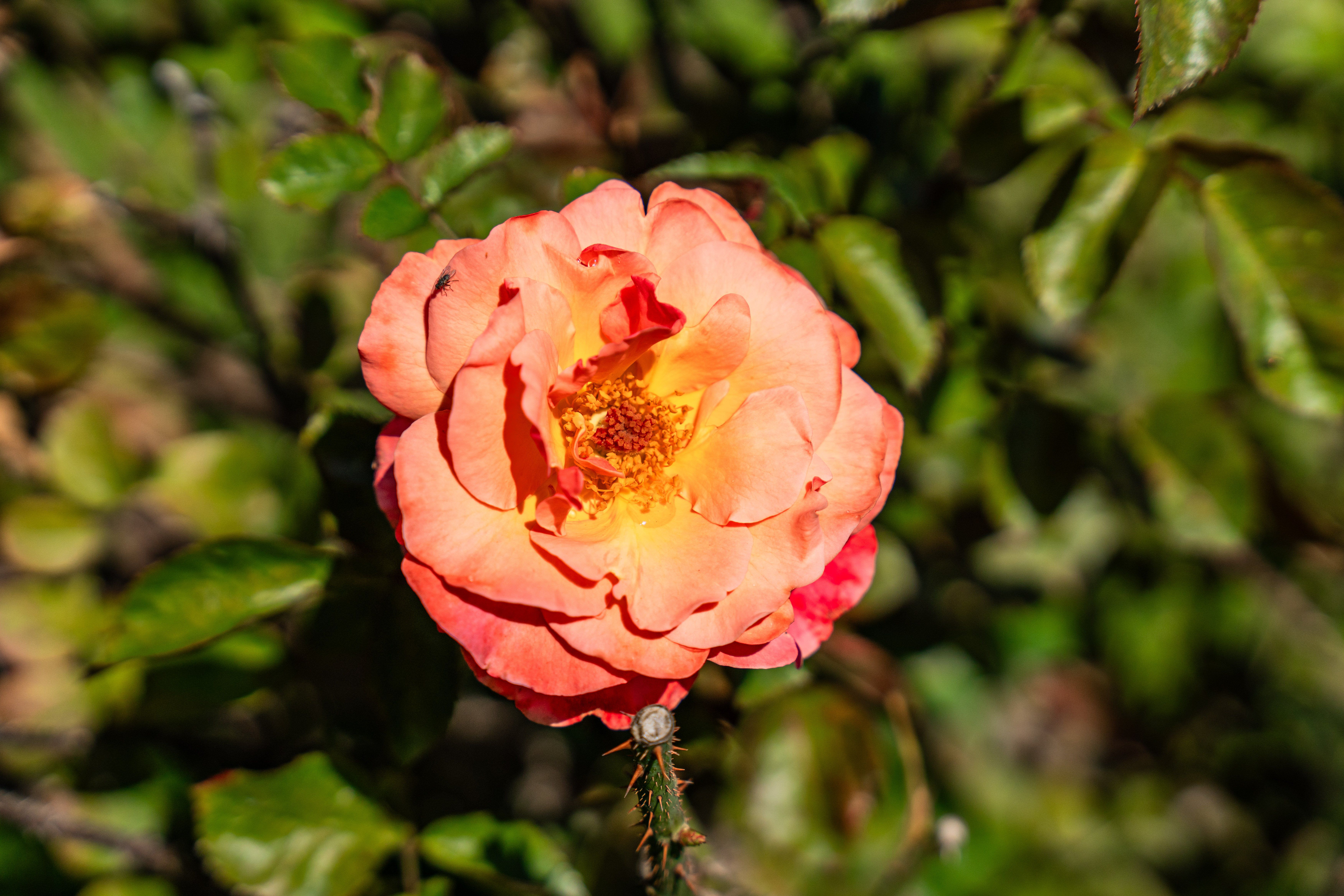 Esplanade at McKinnon Groves -...