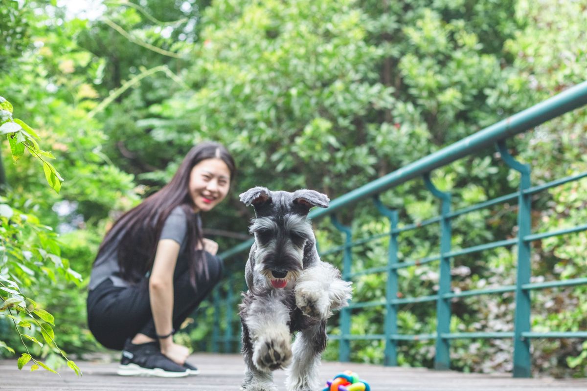 Woman Playing with Schnauzer.jpg