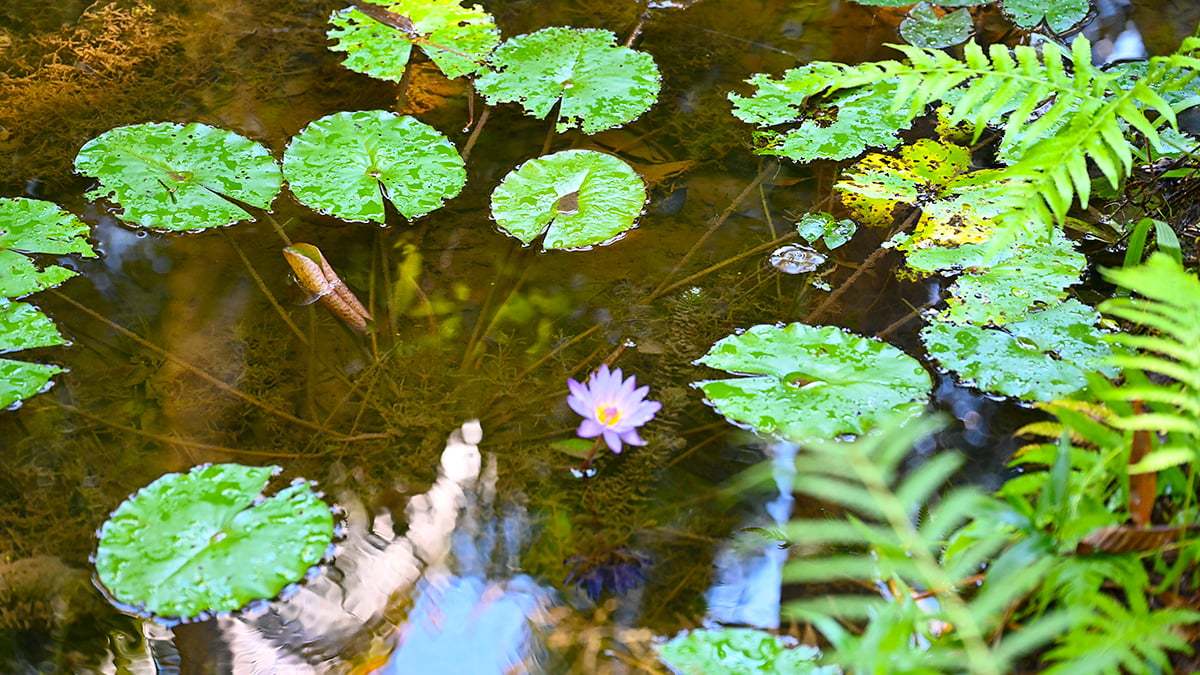 Mckee-Botanical-Gardens-2406-1200x675