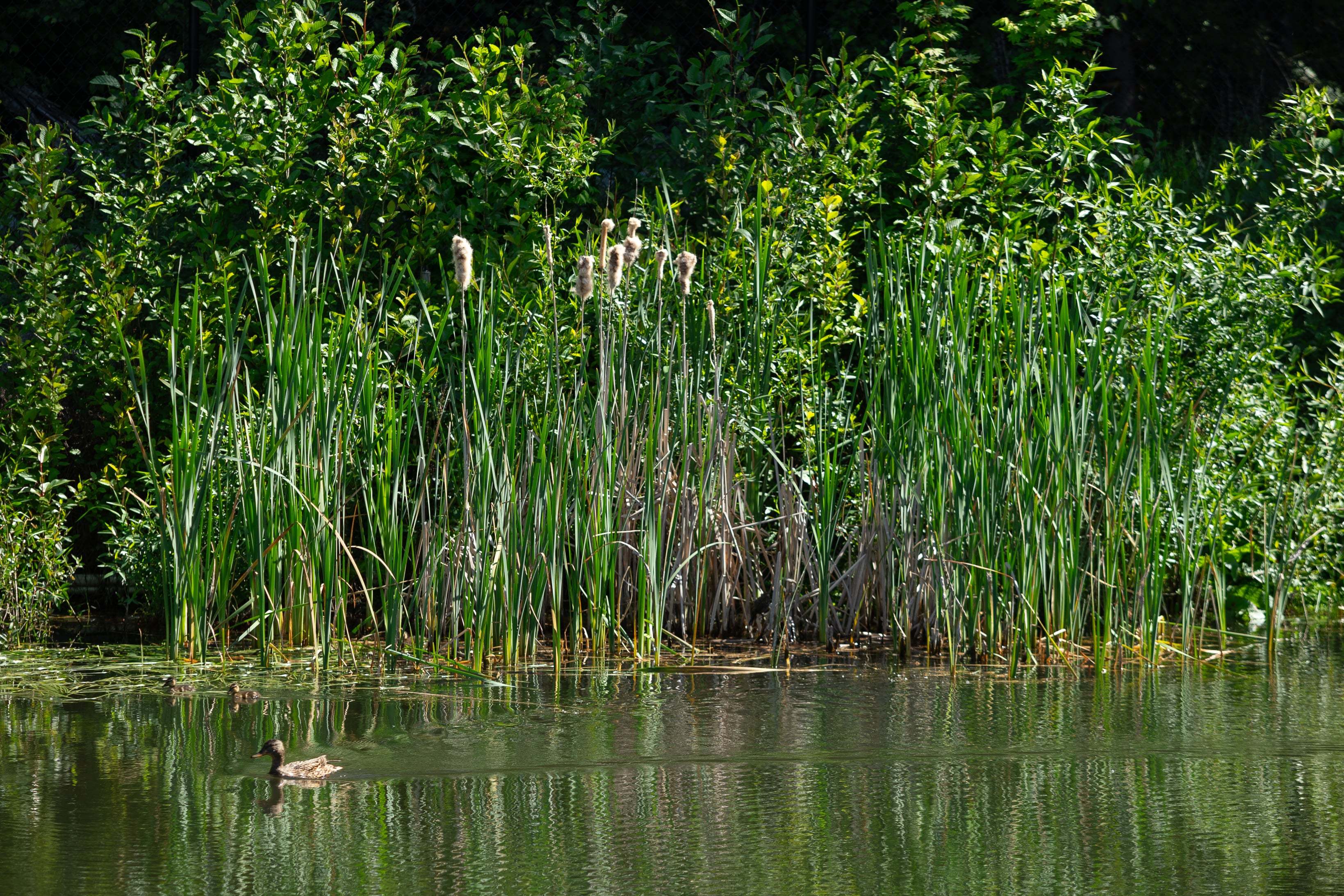 Woodin Creek Station Wetland_Duckies