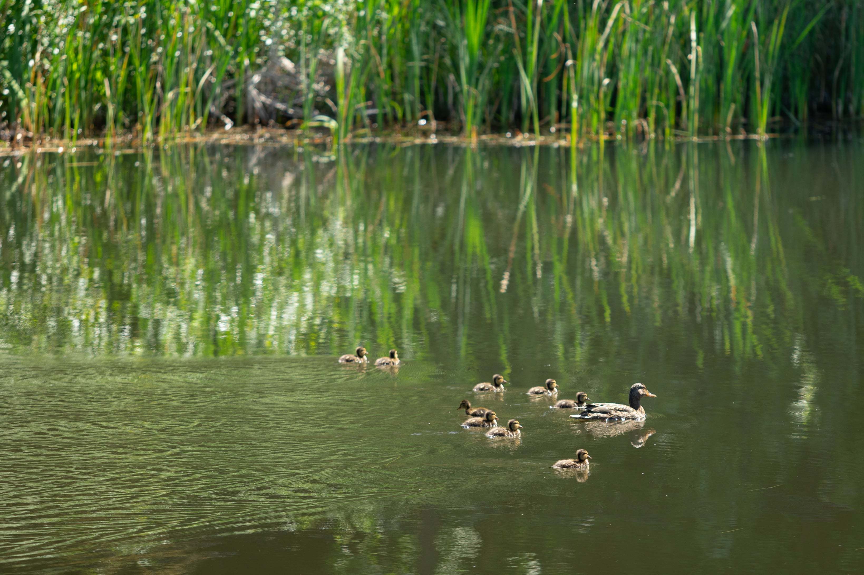 Woodin Creek Station Wetland_Duckies_2nd Image