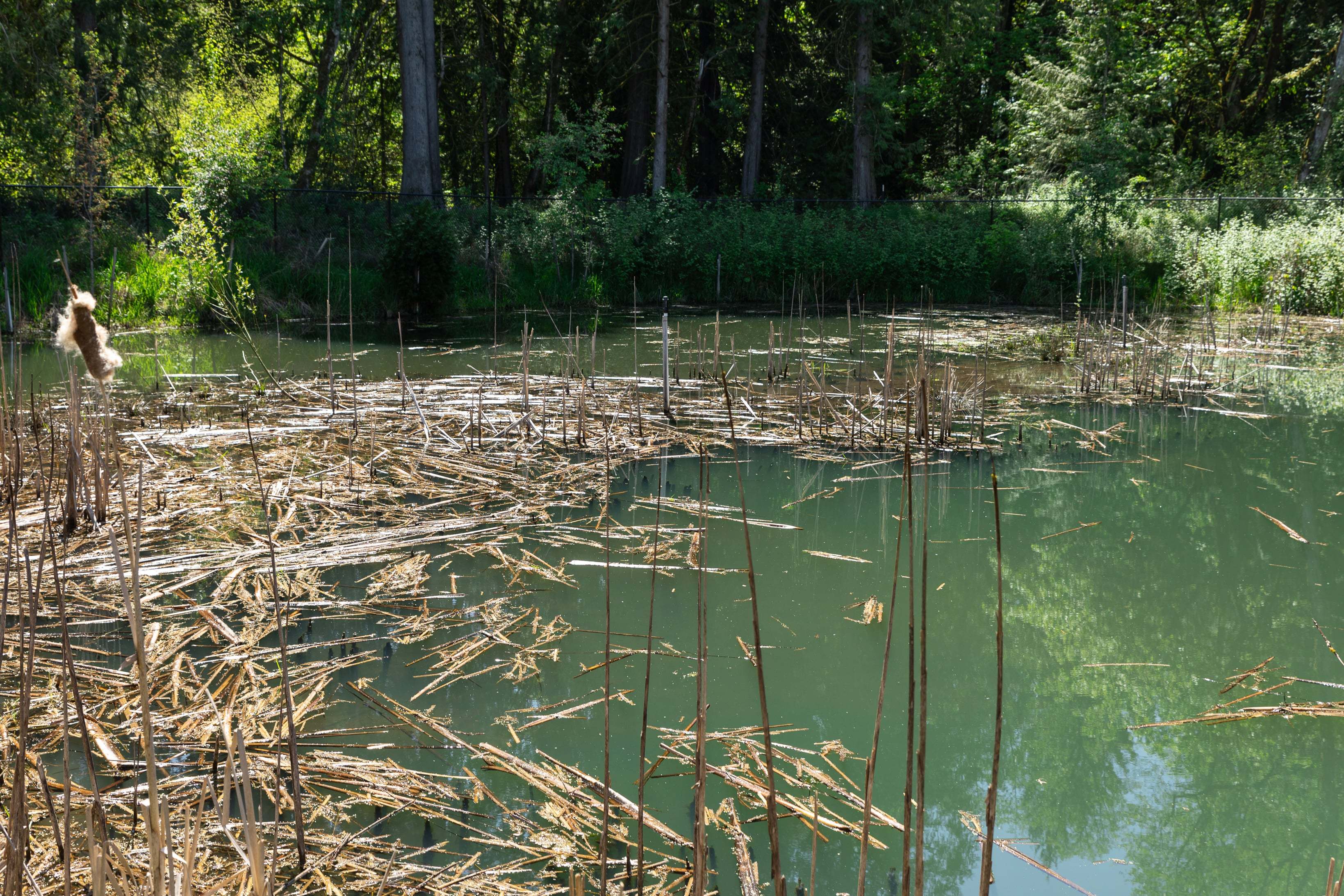 Woodin Creek Station_Wetland_2