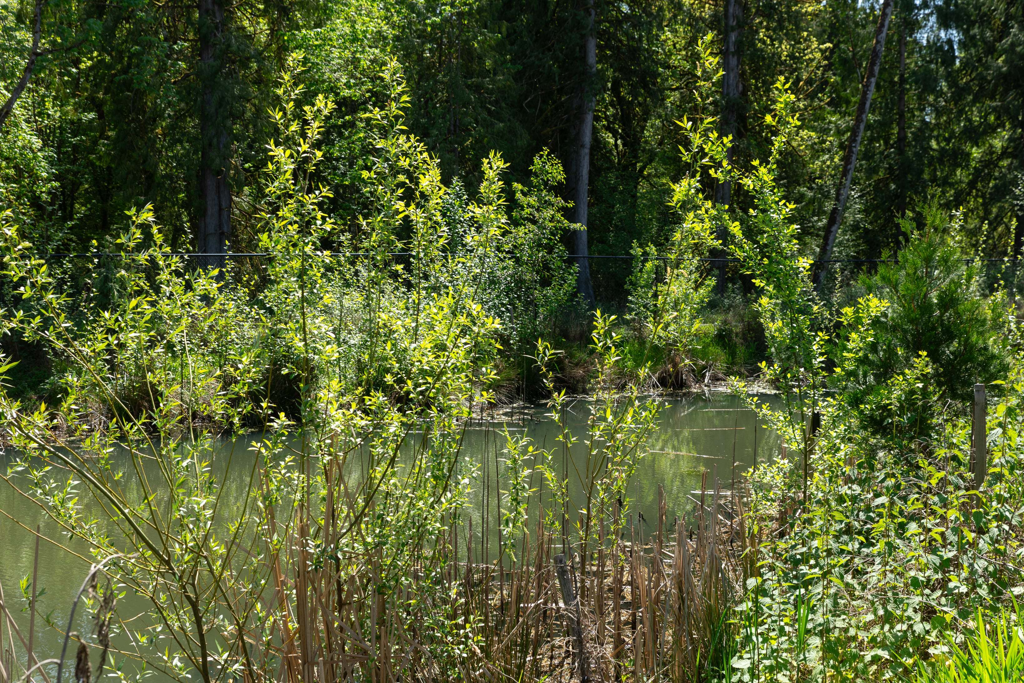 Woodin Creek Station_Wetland_3