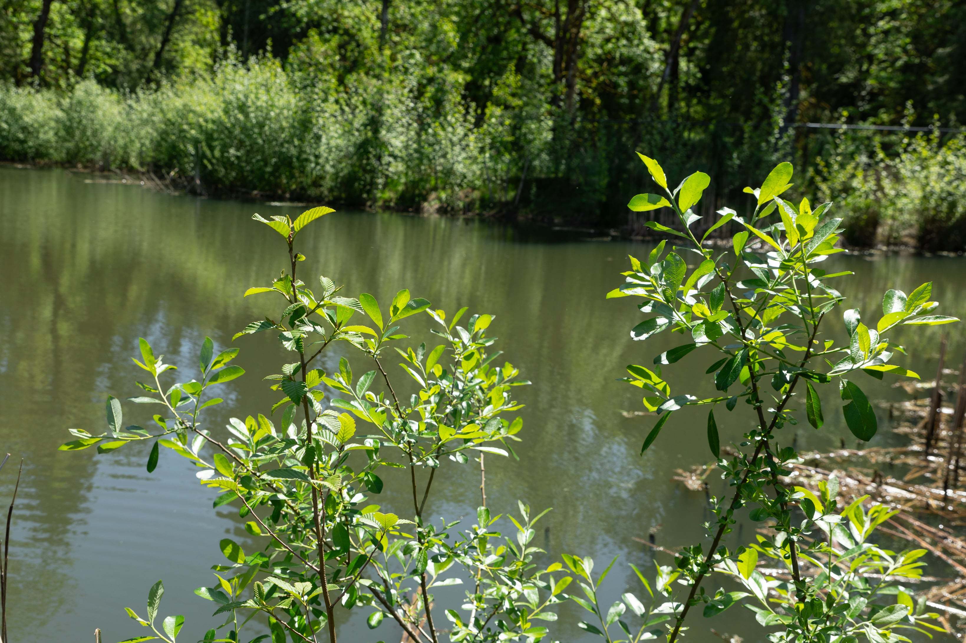 Woodin Creek Station_Wetland_4