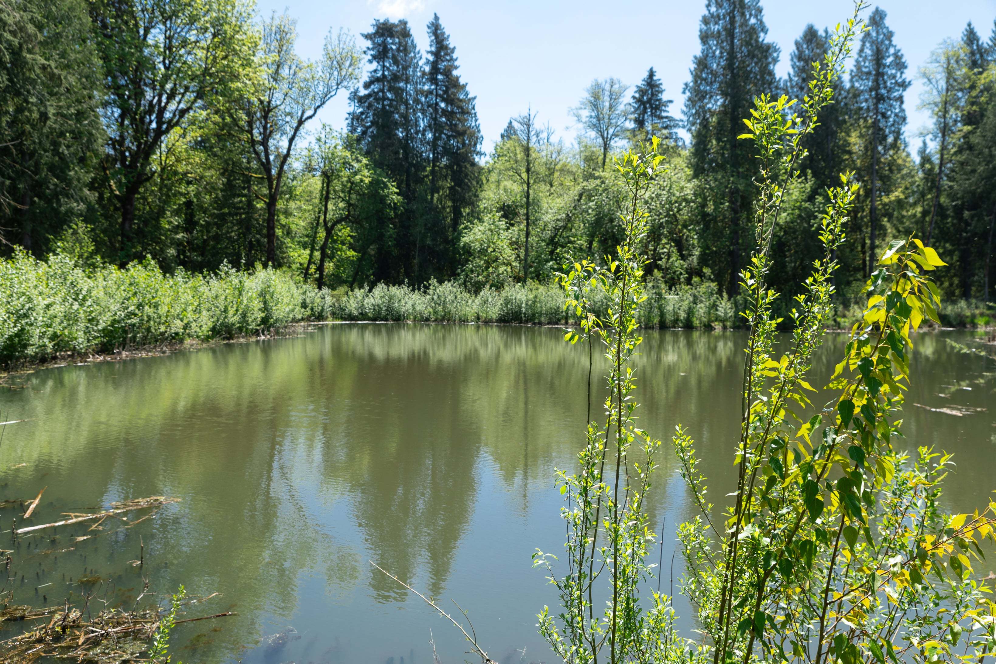 Woodin Creek Station_Wetland_5