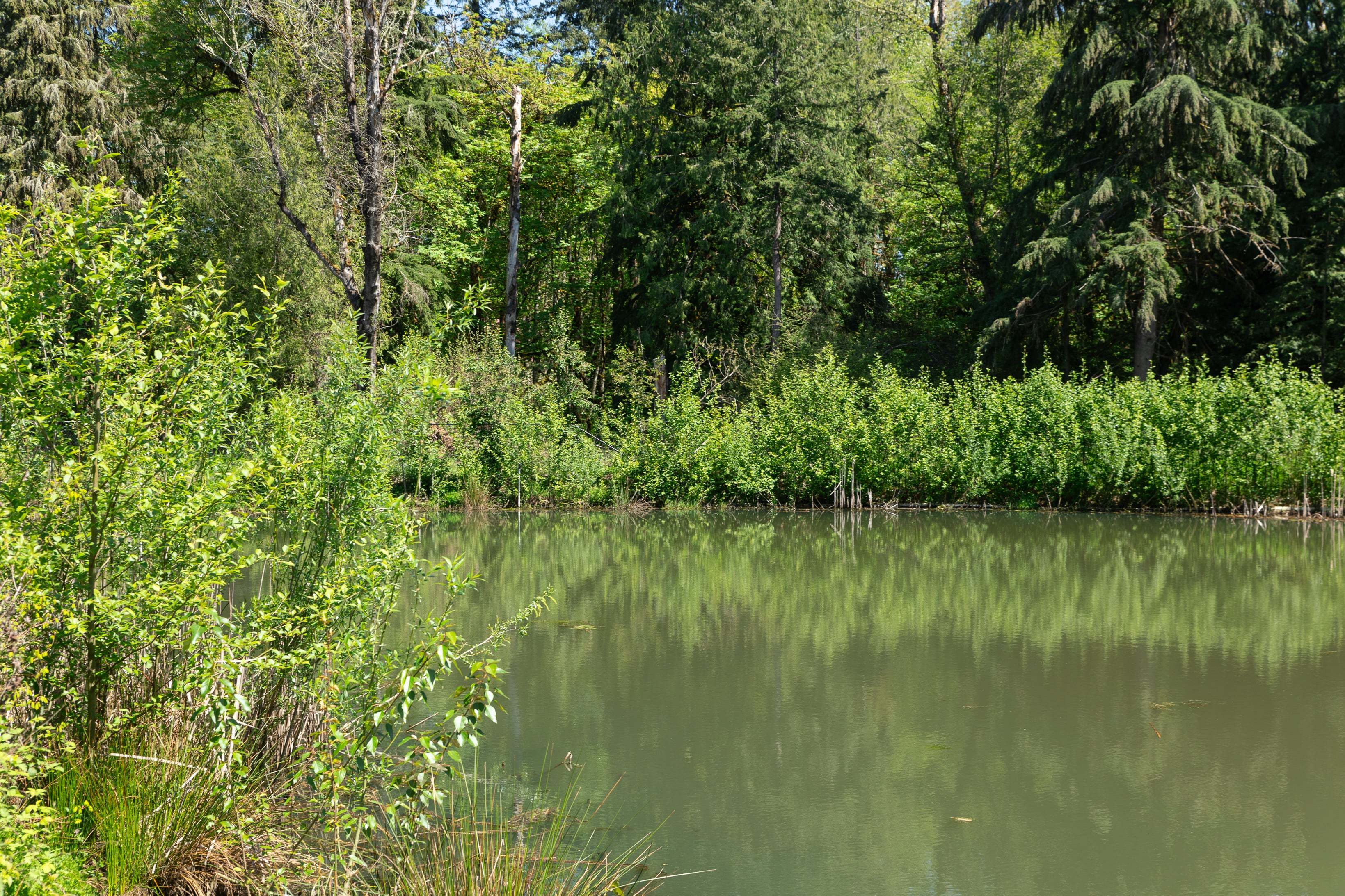 Woodin Creek Station_Wetland_9