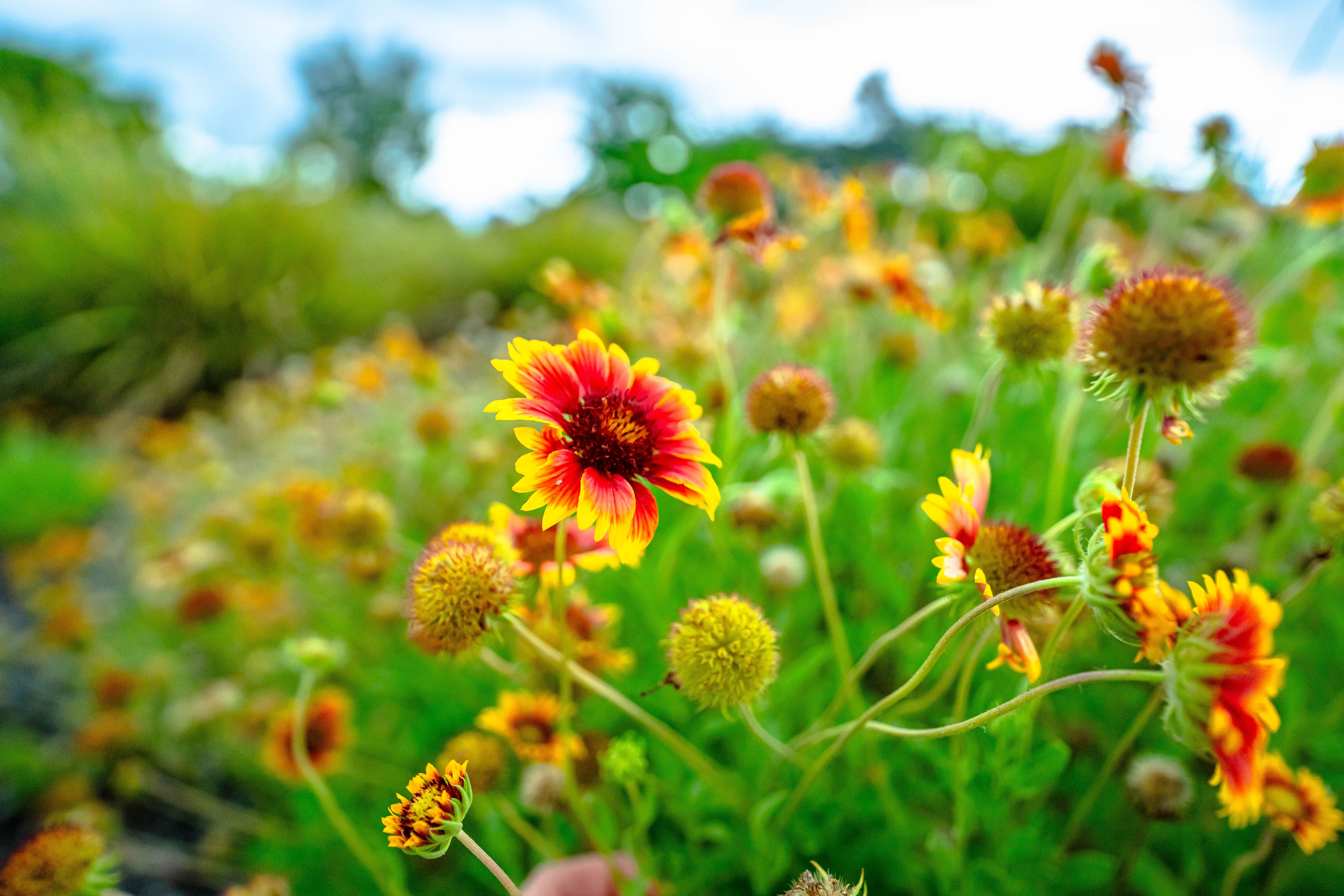 Butterfly Garden