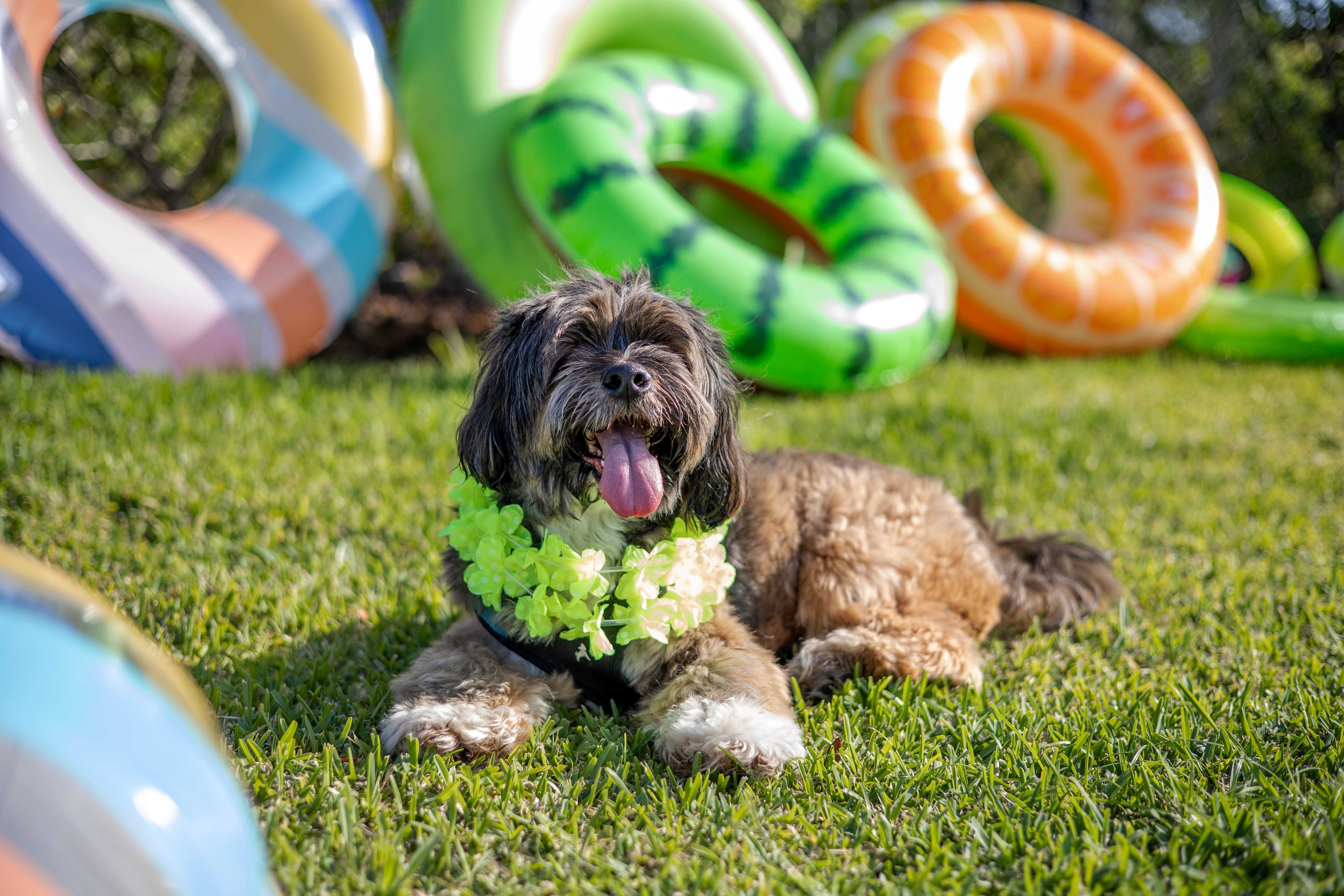 Bark Park 3