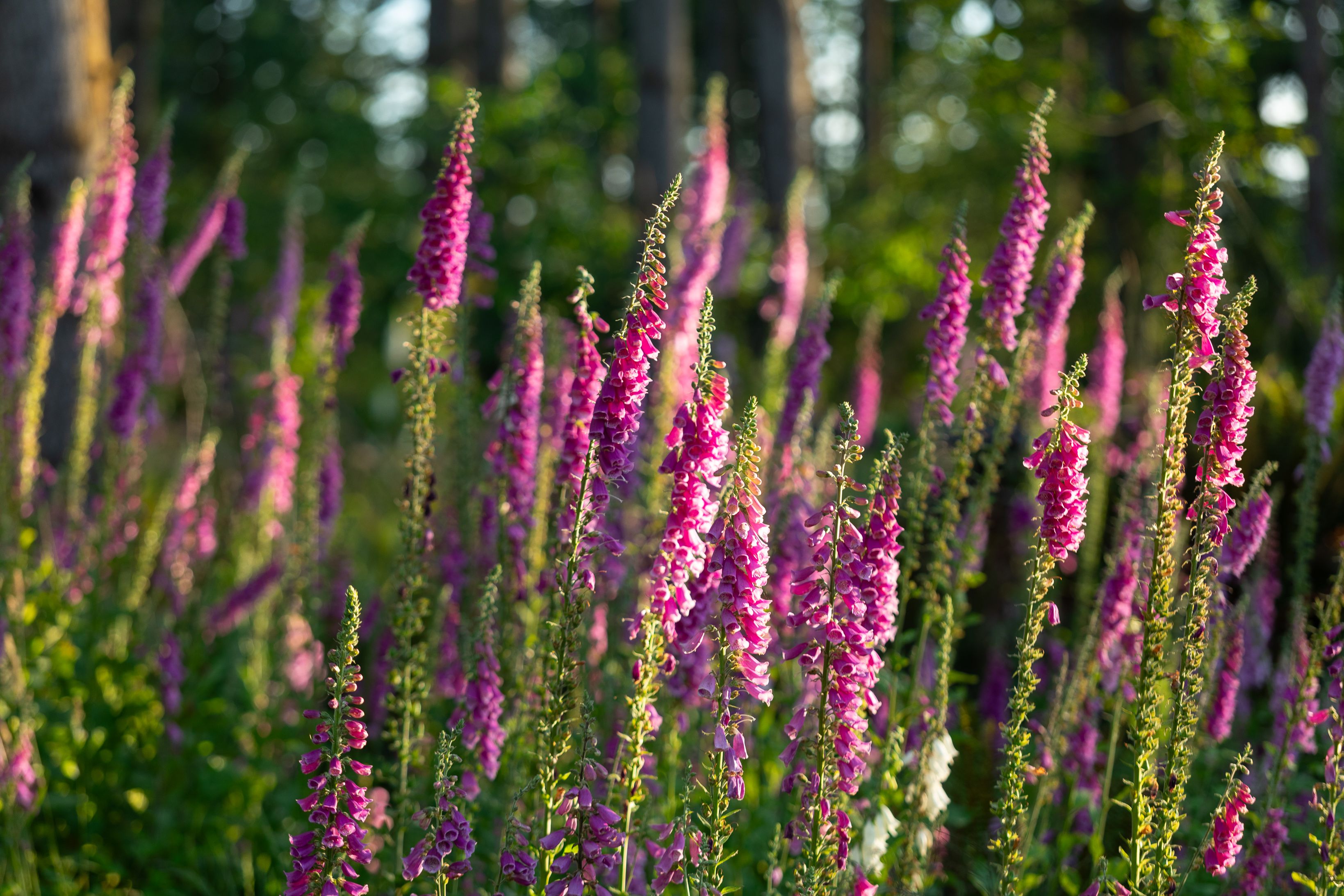 Caledon Estates Community Flowers