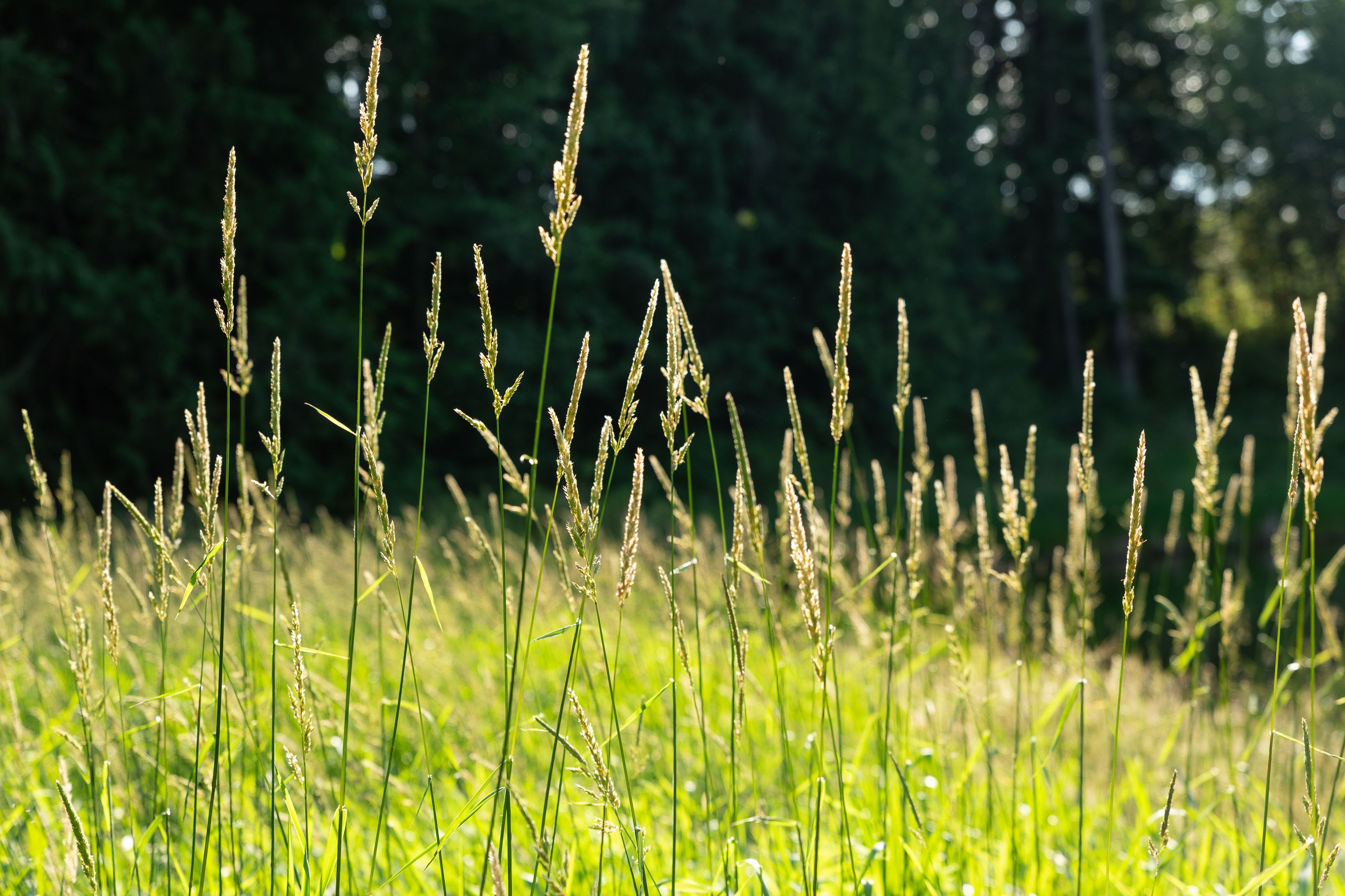 Caledon Estates Green Space